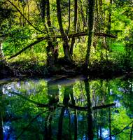 Annelise ROTH - Annelie R Photography